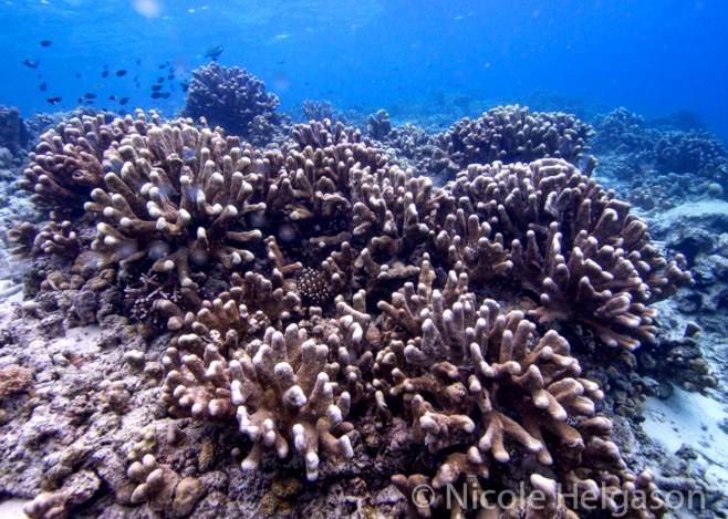 Branching Corals
