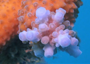 coral trees