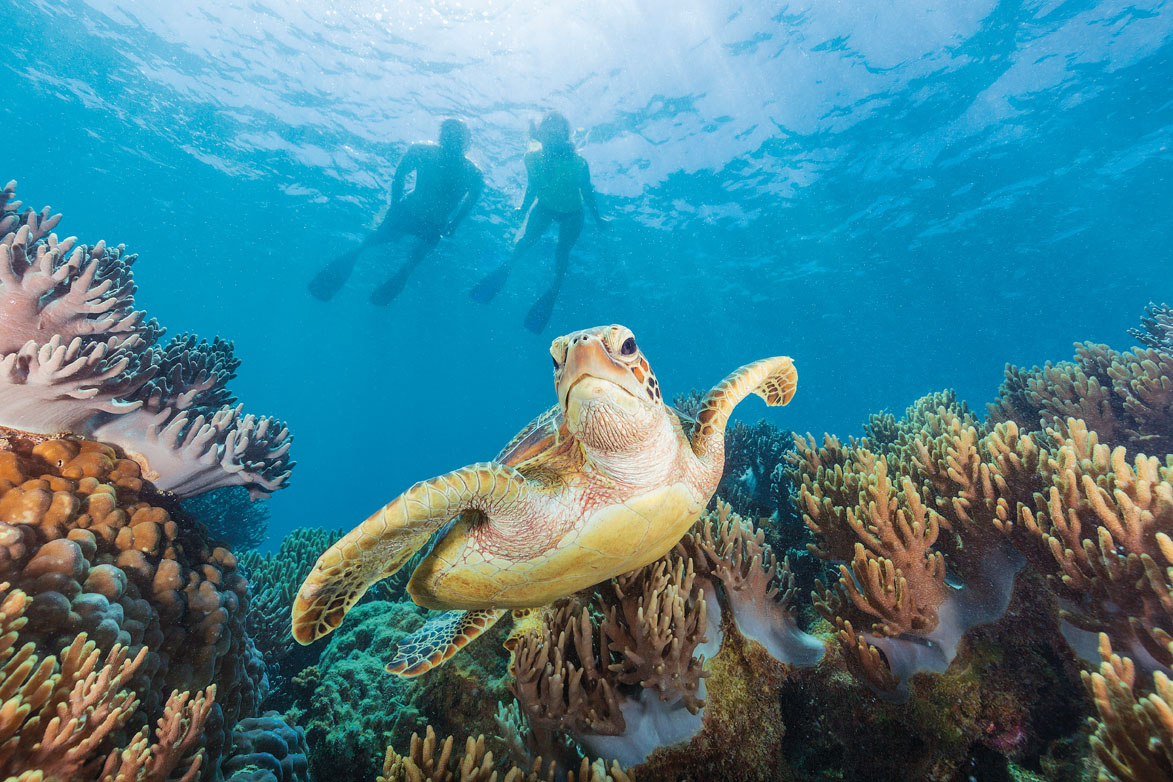 Great Barrier Reef Heroes • Scuba Diver Life