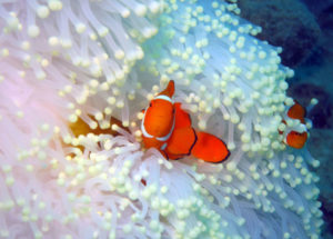 Great Barrier Reef Heroes