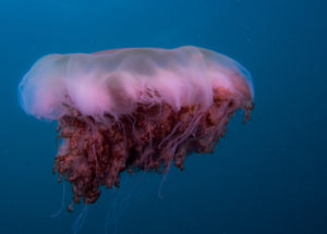 jellyfish of australia