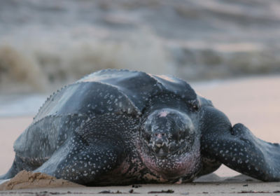 Leatherback sea turtle, South America
