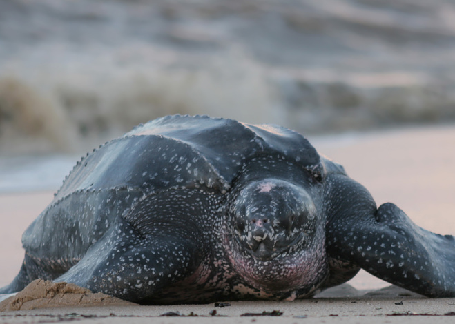 Leatherback sea turtle, South America