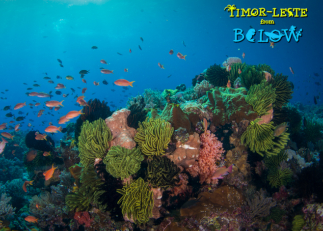 timor3_featured