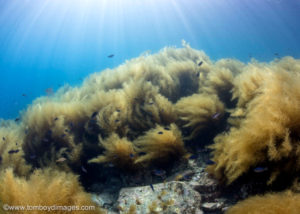 Invasive Seaweed