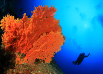 Dive Sites in Bali