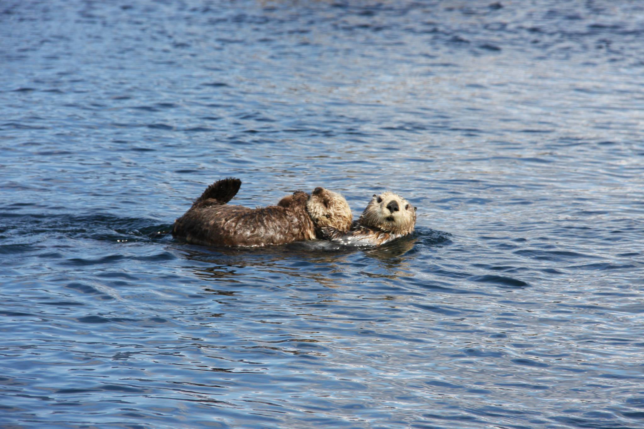 Sea Otters in Olympic Coast National Marine Sanctuary • Scuba Diver Life