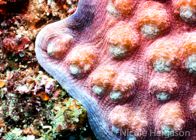 Plating Corals