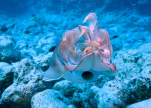 Rowley Shoals