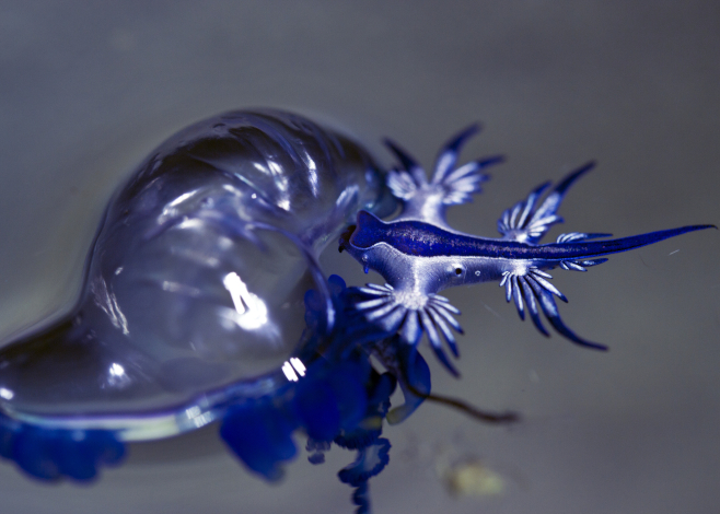 A blue dragon nudibranch is consuming its favorite prey: a man-o-war jellyfish
