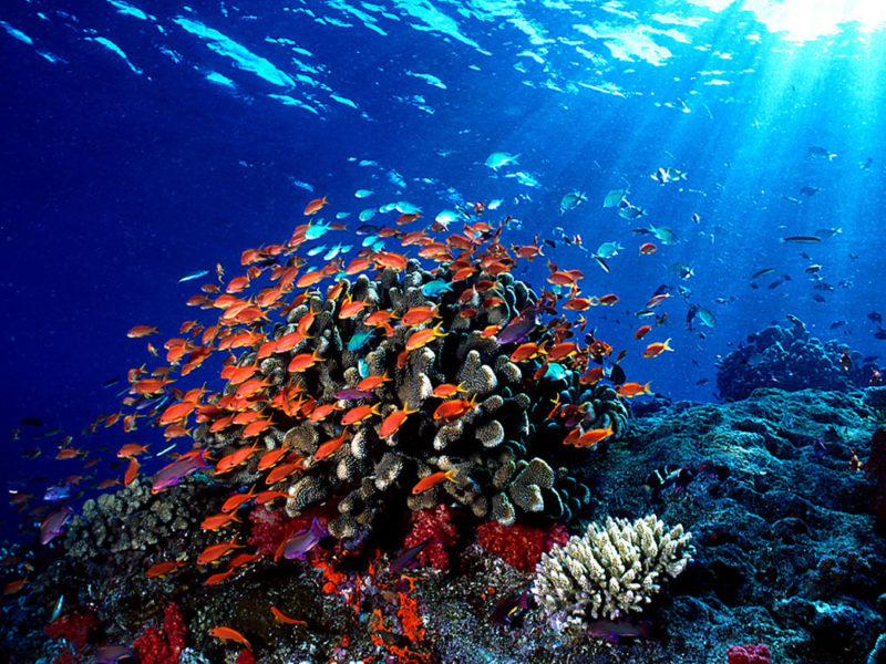 Fiji’s Top Five Soft Coral Hotspots • Scuba Diver Life