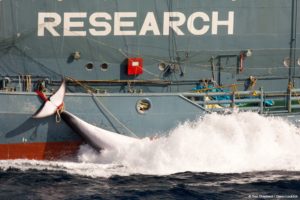 whaling nations