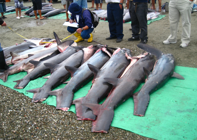 shark fin trade