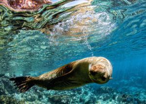 dive Mexico