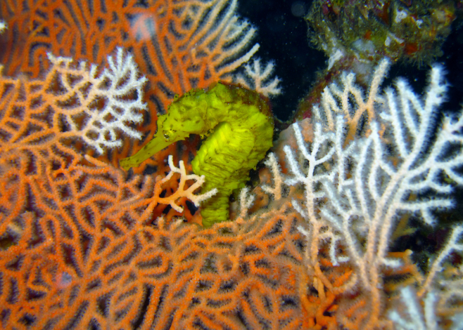 diving in pulau weh