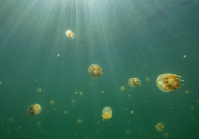 jellyfish lake