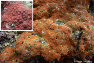 encrusting corals