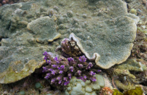 encrusting corals