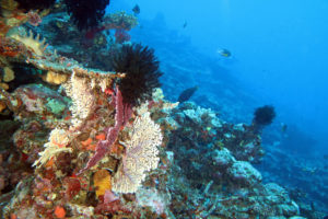 coral dives in Vanuatu