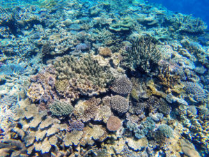 New Caledonia_July dive destinations