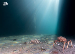 spider crab decimation