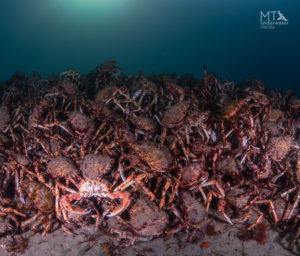 giant spider crab (Photo credit: Matt Testoni)
