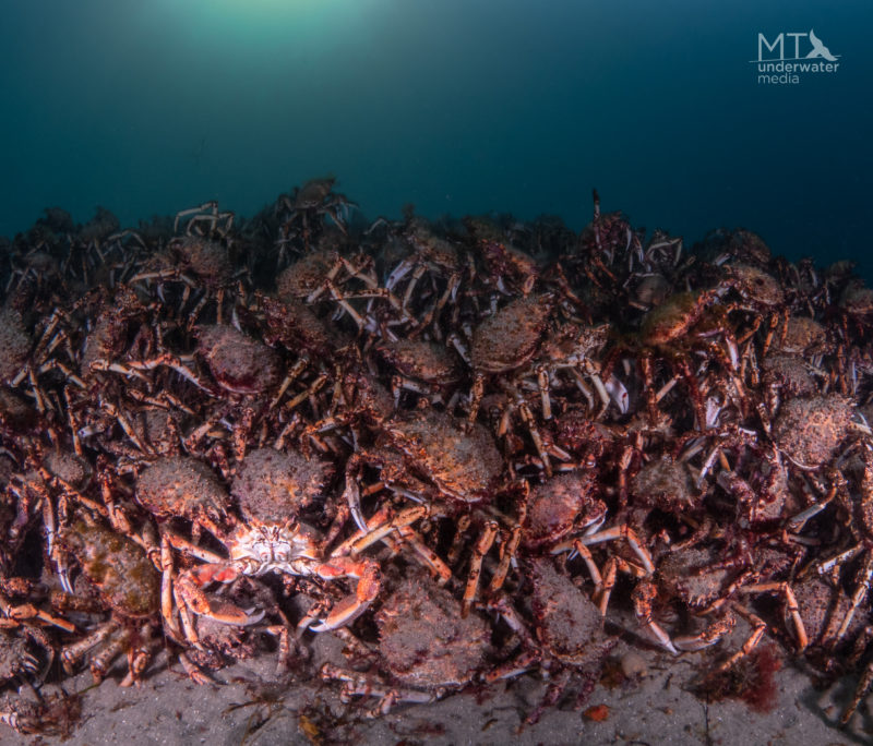 Saving The Iconic Australian Giant Spider Crab Laptrinhx News 7125