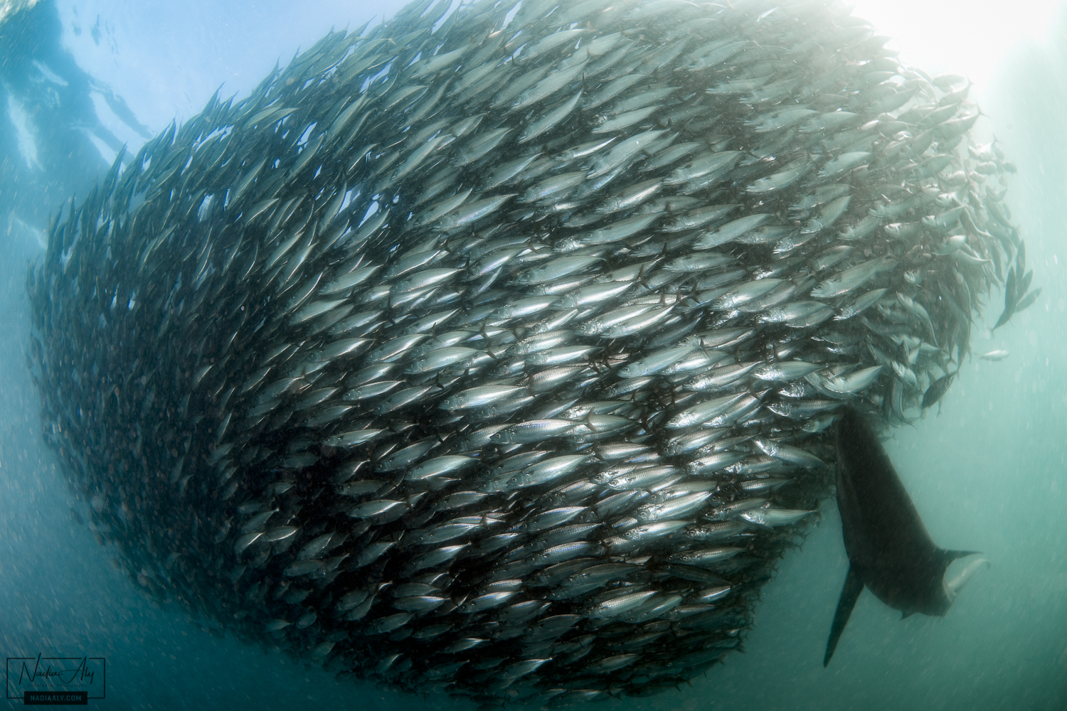 Top Tips on the Sardine Run in South Africa • Scuba Diver Life
