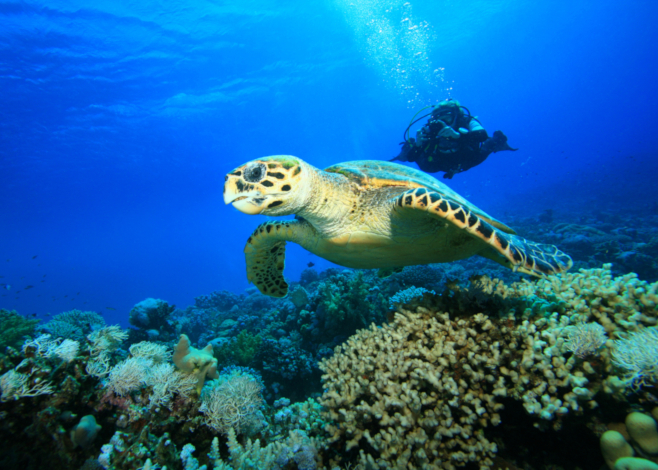 Female Scuba Diver takes a photograph of a Hawksbill Sea Turtle