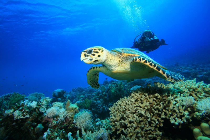 Marine Species: Know Your Sea Turtles • Scuba Diver Life