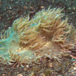 large polyp corals