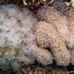 large polyp corals