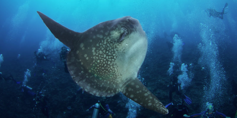 weirdest looking ocean animals mola mola