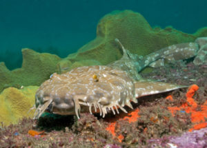 best shore dives in Sydney