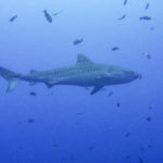 Cocos tiger shark