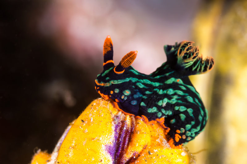 Marine Species Nudibranch • Scuba Diver Life