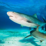 safely photograph sharks