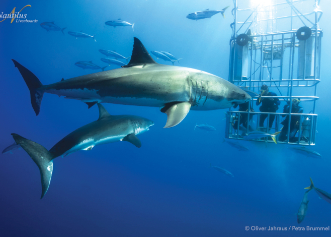 great whites in Guadalupe