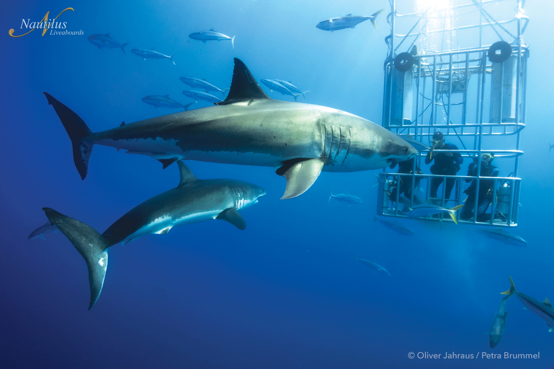 Diving with Great Whites in Guadalupe • Scuba Diver Life