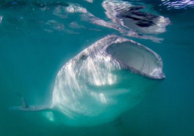 whale sharks in La Paz