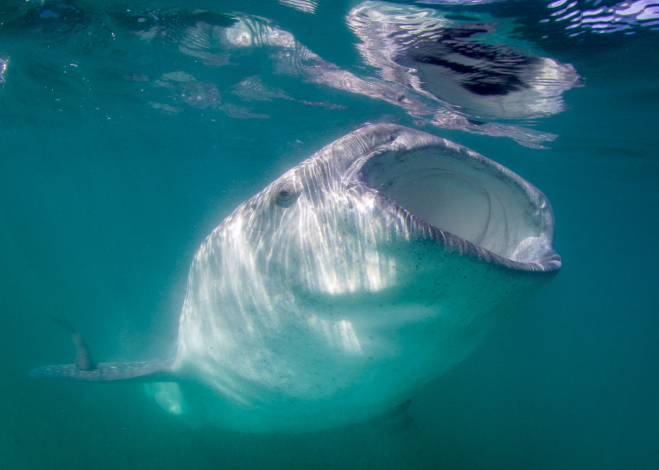whale sharks in La Paz