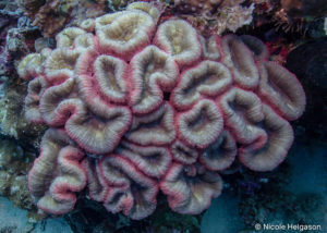 meandering corals