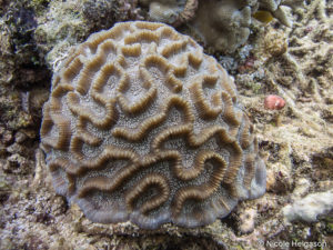 meandering corals