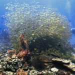 scuba diving in koh phi phi
