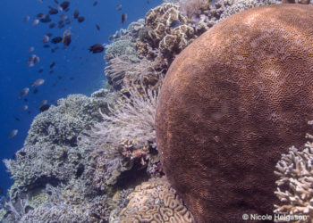 meandering corals