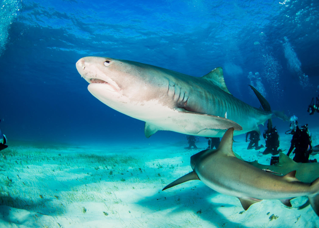safely photograph sharks (Nadia Aly)