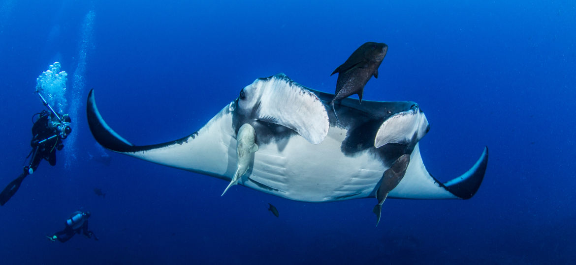 ocean's biggest animals