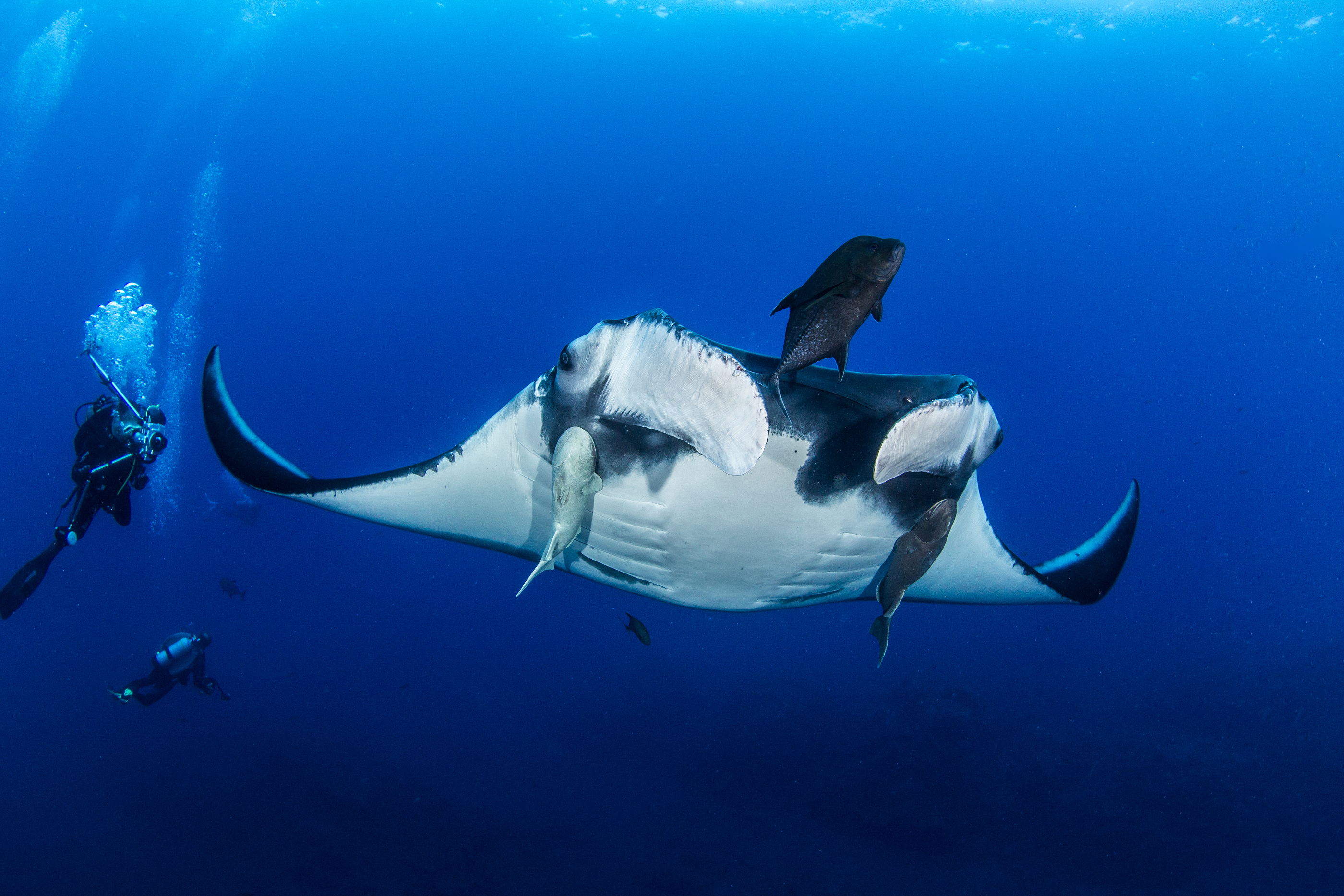 Five of the Ocean's Biggest Animals • Scuba Diver Life