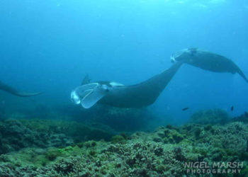 manta bommie