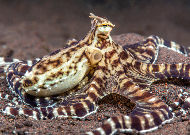 Mimic octopus crawls through a bed of algae Tulamben, Indonesia.